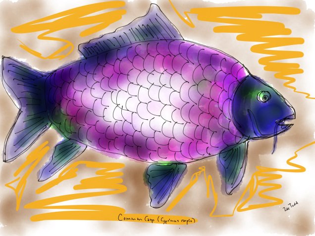 common-carp-by-zoe-s-todd